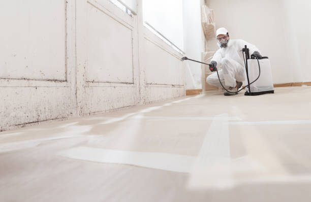 Black mold remediation team in Nanjemoy